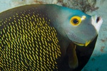 French Angelfish