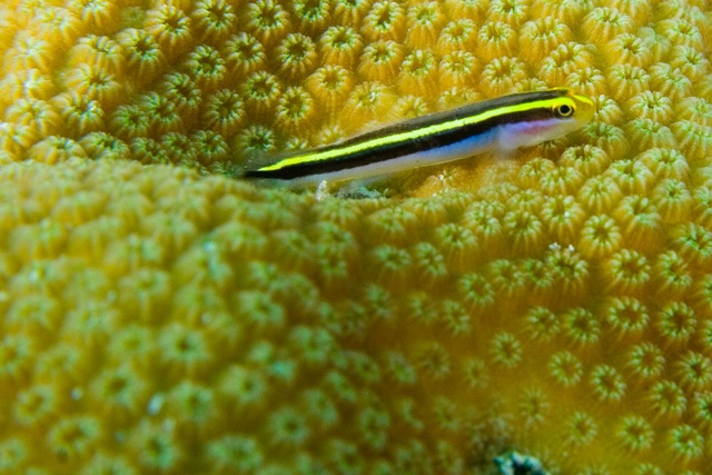 Goby on Coral