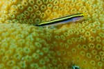 Goby on Coral