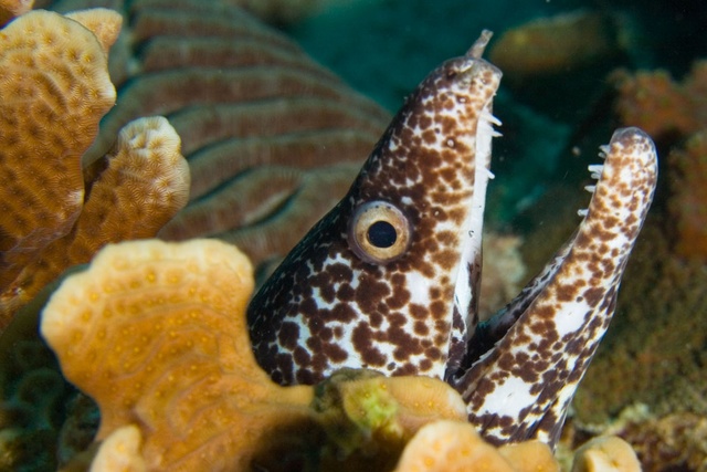 Moray Eel