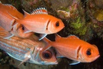 School of Squirrelfish