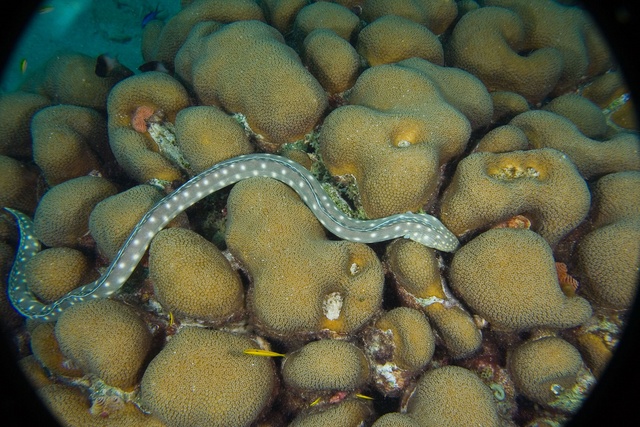 Snake Eel