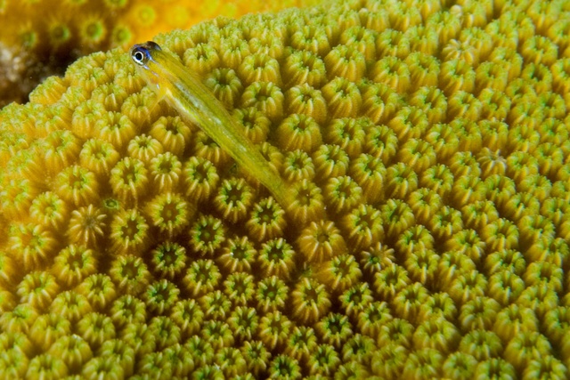 Watchman Goby