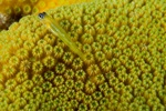 Watchman Goby