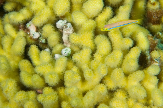 Wrasse in Coral