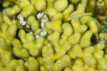 Wrasse in Coral