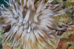 Anemone 2