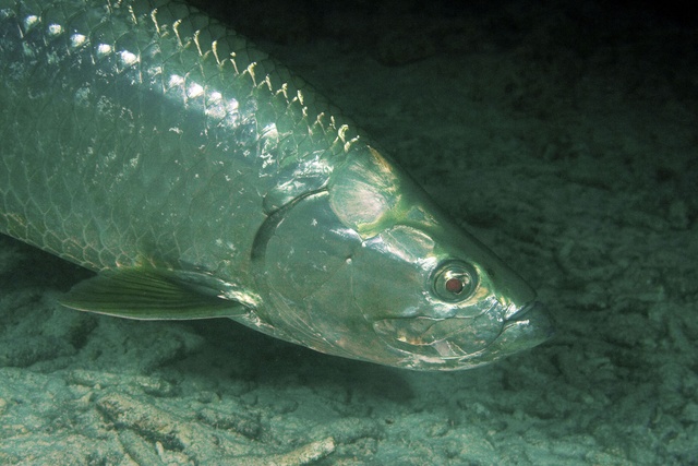 Tarpon