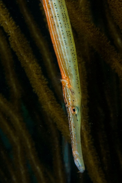 Trumpet Fish