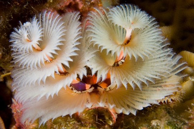 Christmastree Worm