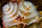 Christmastree Worm