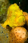 Frogfish