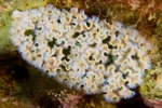 Lettuce Nudibranch