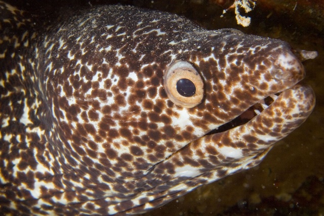 Moray Eel