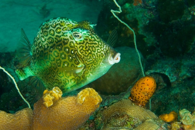 Trunk Fish