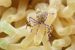 sizedAnemone Shrimp