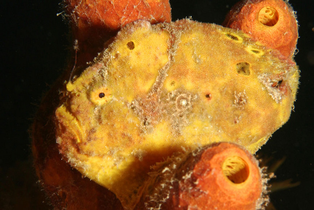 sizedFrogfish