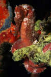 sizedRed Seahorse