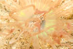 sizedSand Anemone