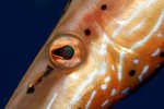 sizedTrumpet fish