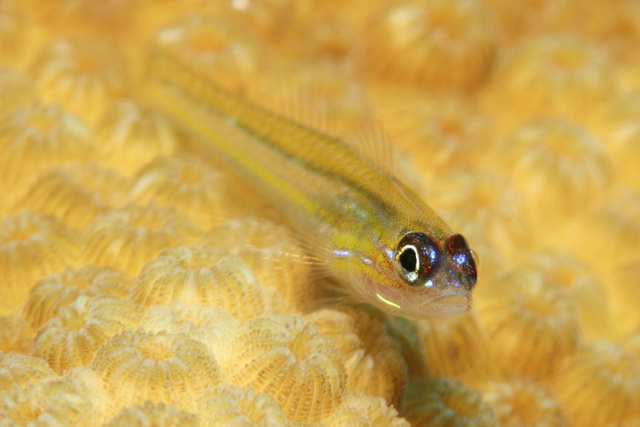 sizedWatchman Goby