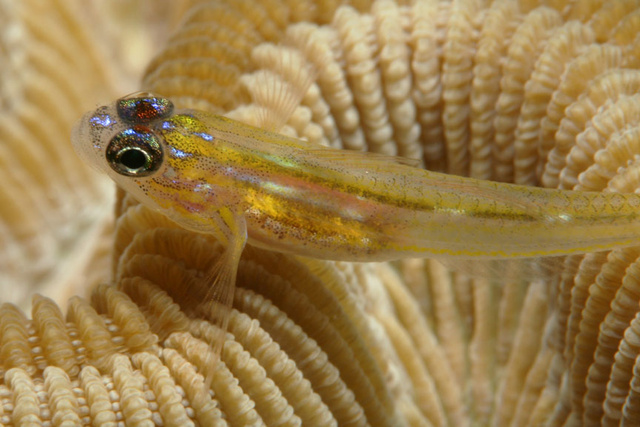 sizedWatchman Goby