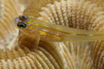 sizedWatchman Goby