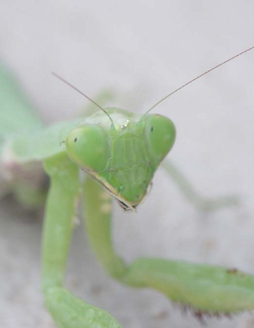 Praying mantis