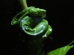 Snake - GreenTree Boa