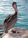 Brown Pelican