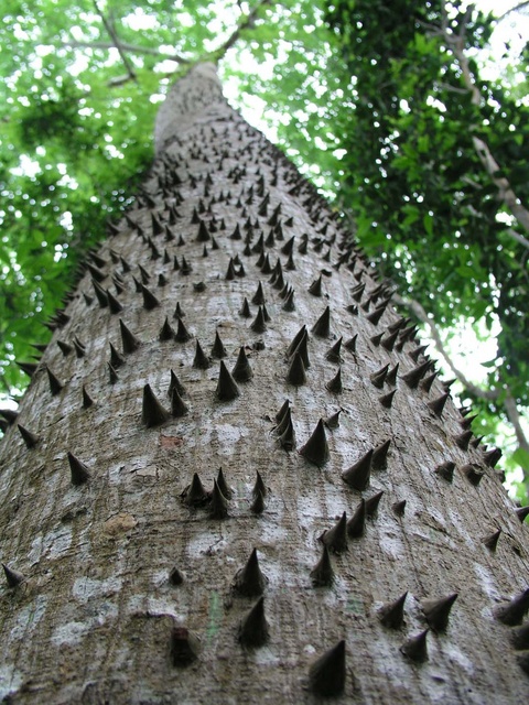 Thorny Tree