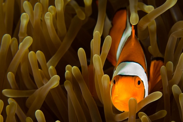 Clownfish