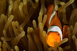 Clownfish