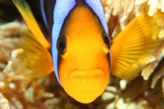 Clownfish