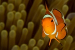 Clownfish