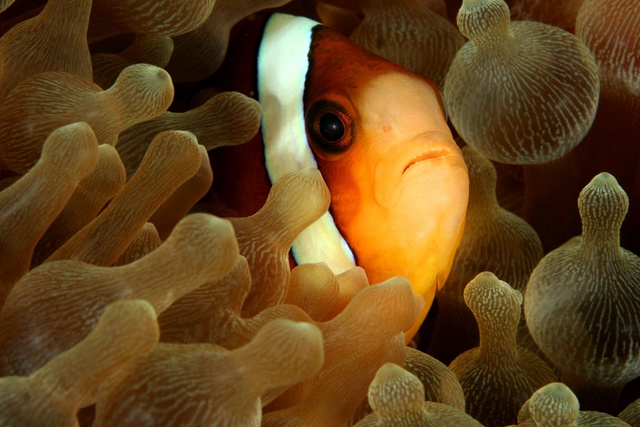 Clownfish