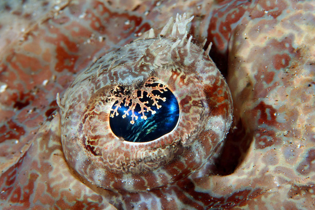 Crocodile Fish Eye