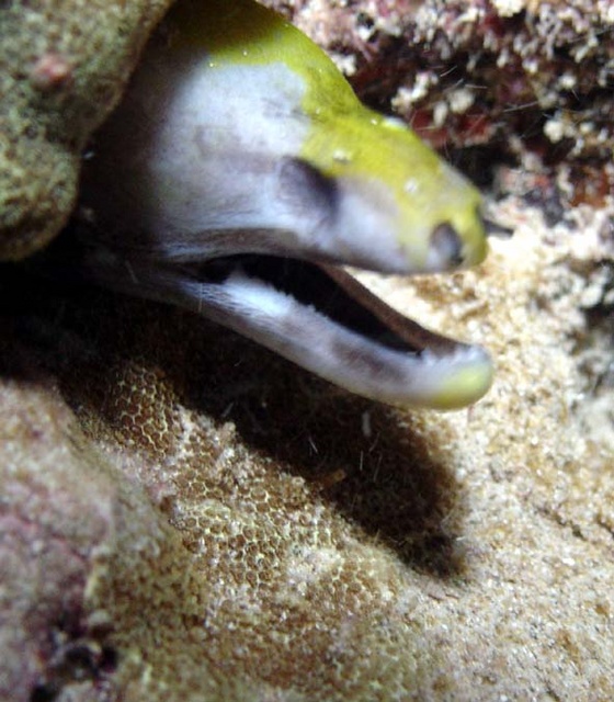 Blind Eel