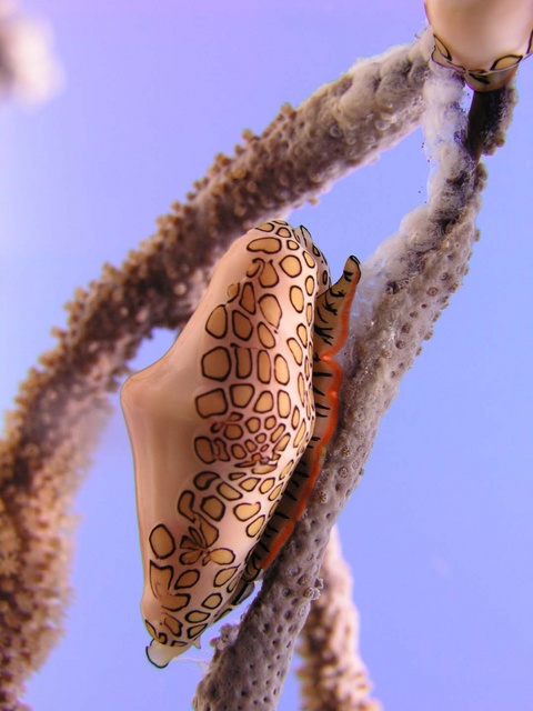 Flamingo's Tongue 2