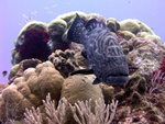 Giant Grouper on Reef