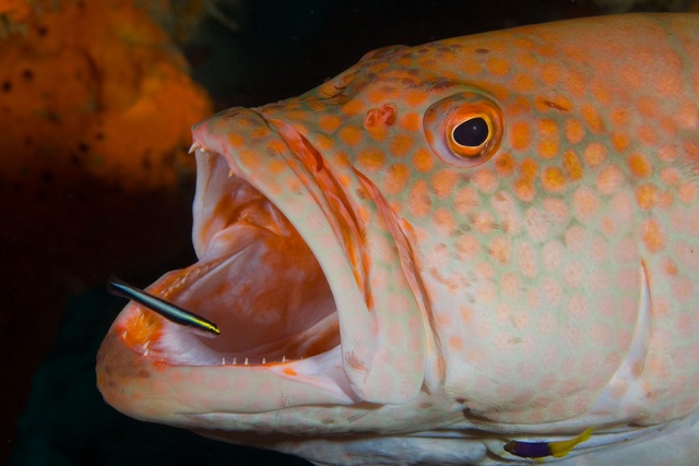 Grouper Cleaning