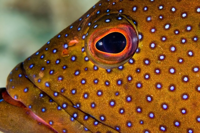 Grouper Eye