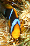 clownfish