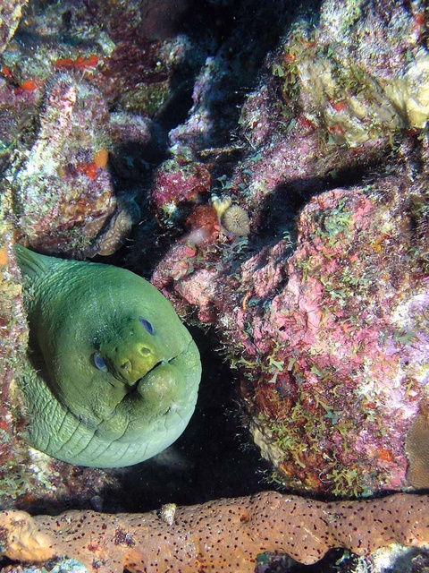 Green Moray