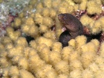 Moray eel in Coral