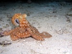 Octopus Posing
