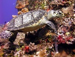 Turtle on Reef