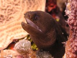 Moray Eel