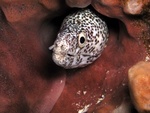 Moray Eel