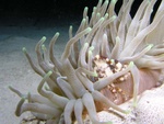 Crab in Anemone